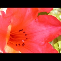 Rhododendron Hybride Elisabeth (fam. Ericacees) (Aberconway 1933) (13)